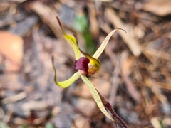 Caladenia leptochila