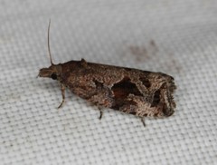 Endothenia nubilana