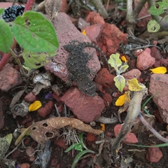 Sceloporus grammicus