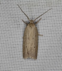 Gonioterma mistrella