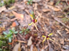 Caladenia leptochila