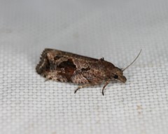 Endothenia nubilana