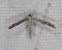 Hellinsia inquinatus