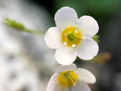 Romanzoffia sitchensis