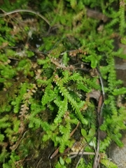 Selaginella douglasii