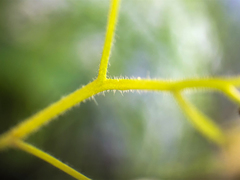 Romanzoffia sitchensis