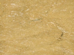 Notropis atherinoides