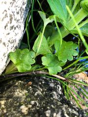 Romanzoffia sitchensis