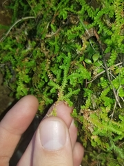 Selaginella douglasii