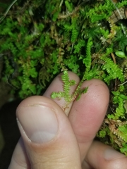Selaginella douglasii