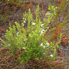 Agathosma planifolia