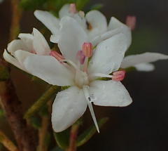 Agathosma planifolia