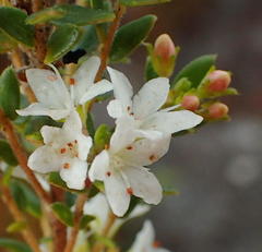 Agathosma planifolia
