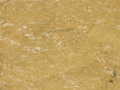 Notropis atherinoides