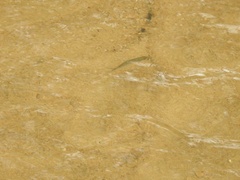 Notropis atherinoides