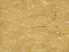 Notropis atherinoides