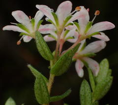 Agathosma planifolia