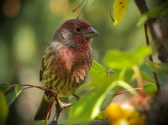Haemorhous mexicanus
