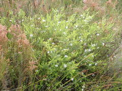 Agathosma planifolia