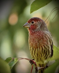 Haemorhous mexicanus