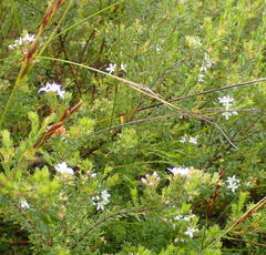 Agathosma planifolia