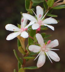 Agathosma planifolia