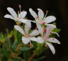 Agathosma planifolia