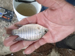 Oreochromis aureus