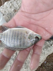 Oreochromis aureus
