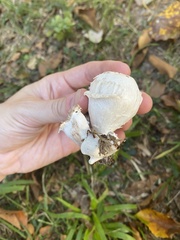 Entoloma abortivum