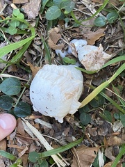 Entoloma abortivum