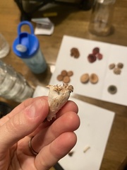 Entoloma abortivum