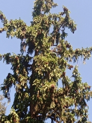 Picea smithiana
