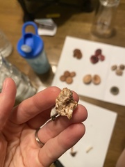 Entoloma abortivum