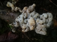 Sebacina sparassoidea