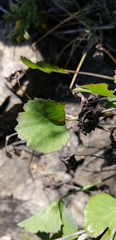Asteriscium chilense