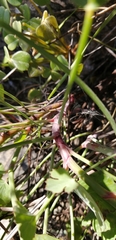 Asteriscium chilense