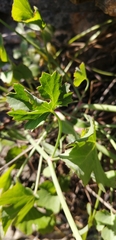 Asteriscium chilense