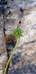 Asteriscium chilense