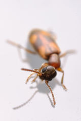 Coleoptera