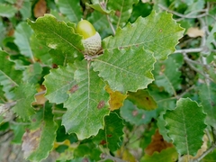 Quercus × cerrioides