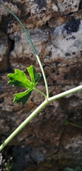 Asteriscium chilense