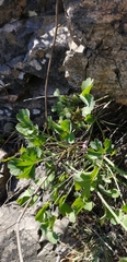 Asteriscium chilense