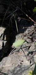 Asteriscium chilense