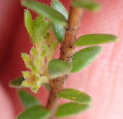 Agathosma planifolia