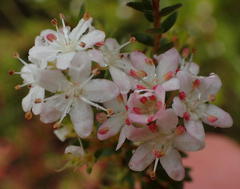 Agathosma planifolia