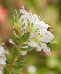 Agathosma planifolia
