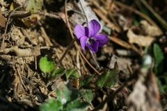 Viola phalacrocarpa