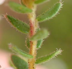 Agathosma planifolia
