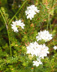 Agathosma planifolia